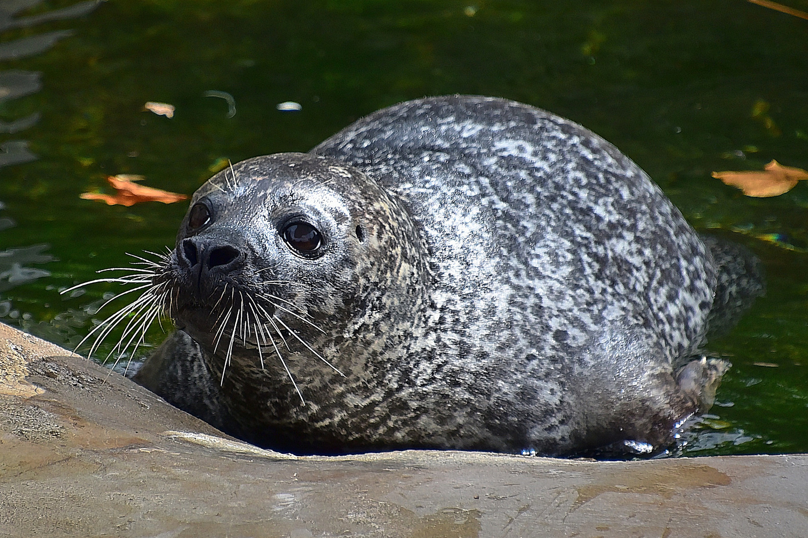 Seehund (Phoca vitulina)