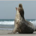 Seehund (Phoca vitulina), Helgoland, Düne