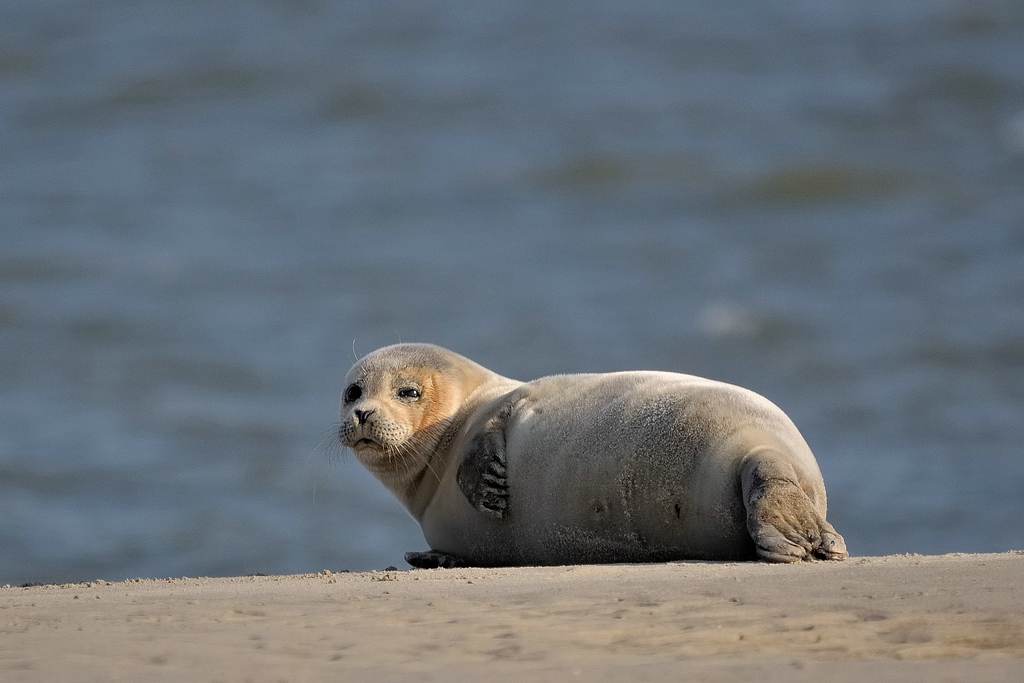 Seehund, Robbe