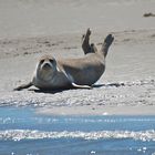 Seehund - Sandbank Norderoogsand