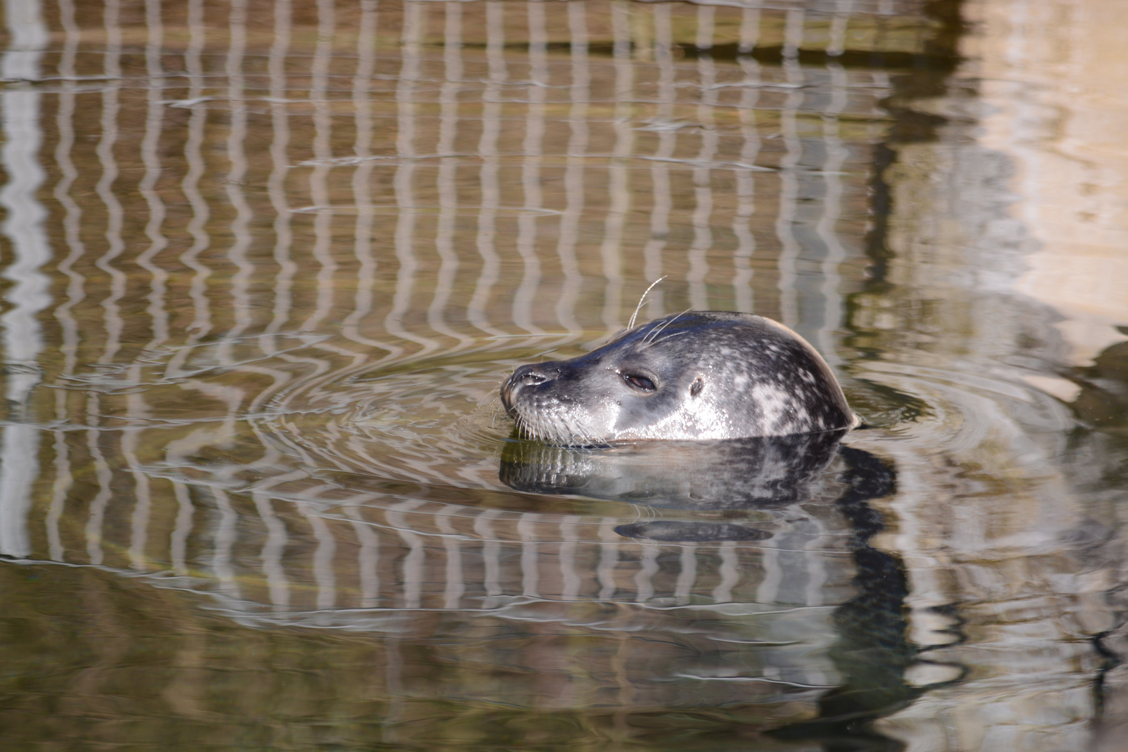 Seehund schaut sich vorsichtig im Becken um