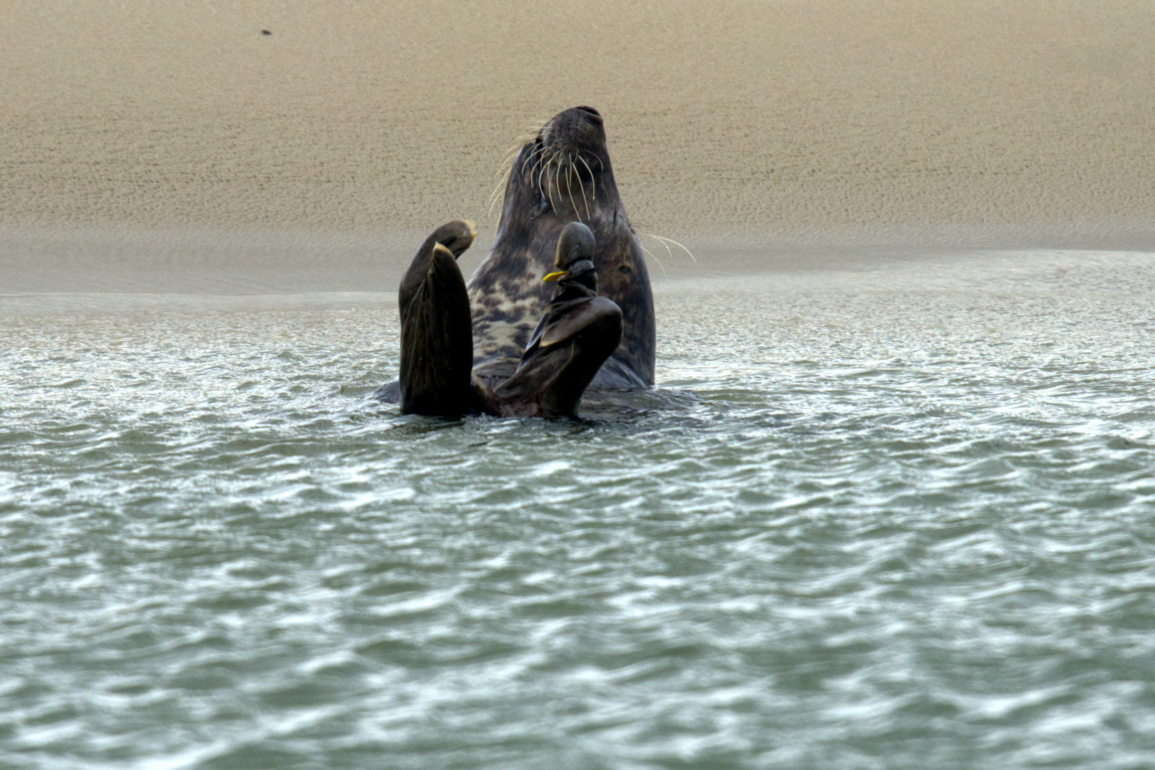 Seehund schwimmend