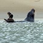 Seehund schwimmend vor Sandbank