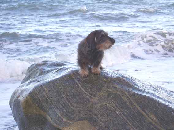 Seehund sein Reich überblickend