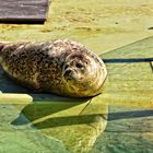 Seehund spiegelt sich im Wasser