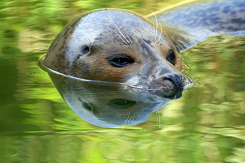 Seehund-Spiegelung