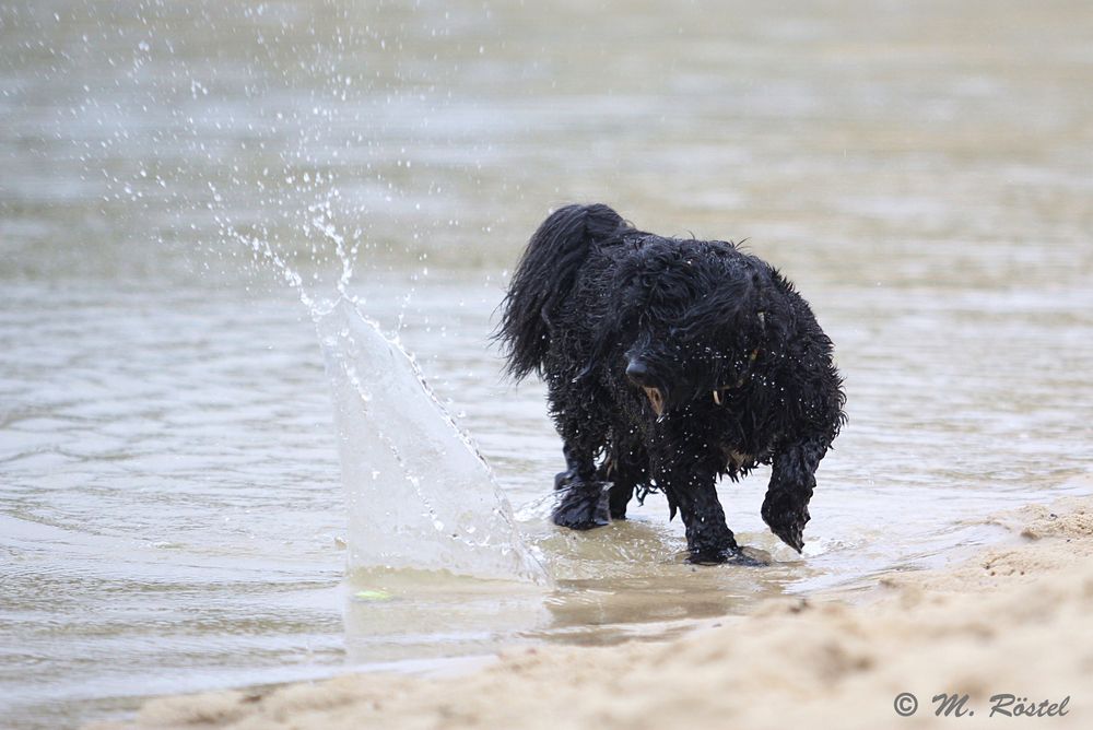 Seehund "Tara"