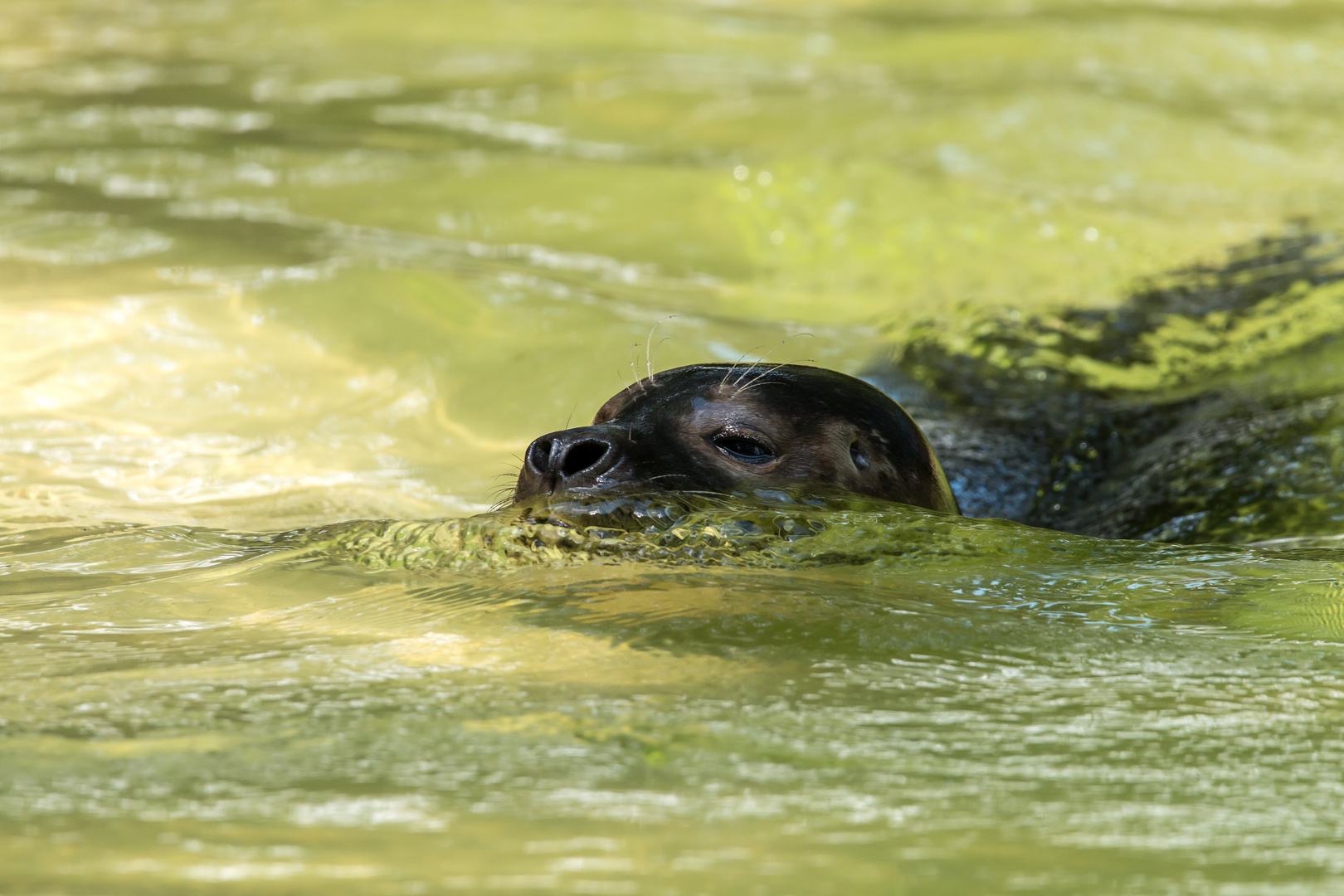 Seehund taucht auf