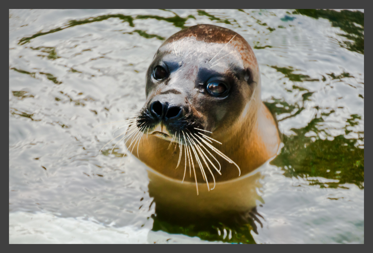 Seehund - Tierpark Bochum