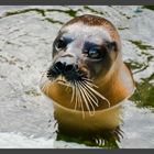 Seehund - Tierpark Bochum