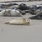 Seehund und Kegelrobben