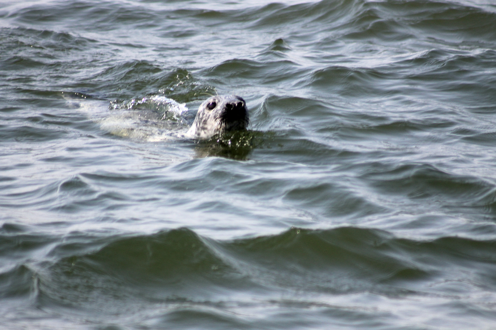 Seehund vor der Insel Juist