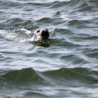 Seehund vor der Insel Juist