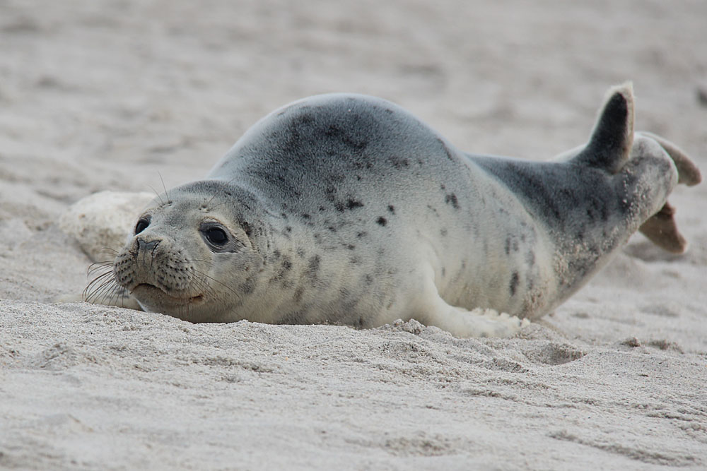 Seehund vor Helgoland