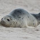 Seehund vor Helgoland