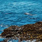 Seehund vor Monhegan Island, Maine, USA