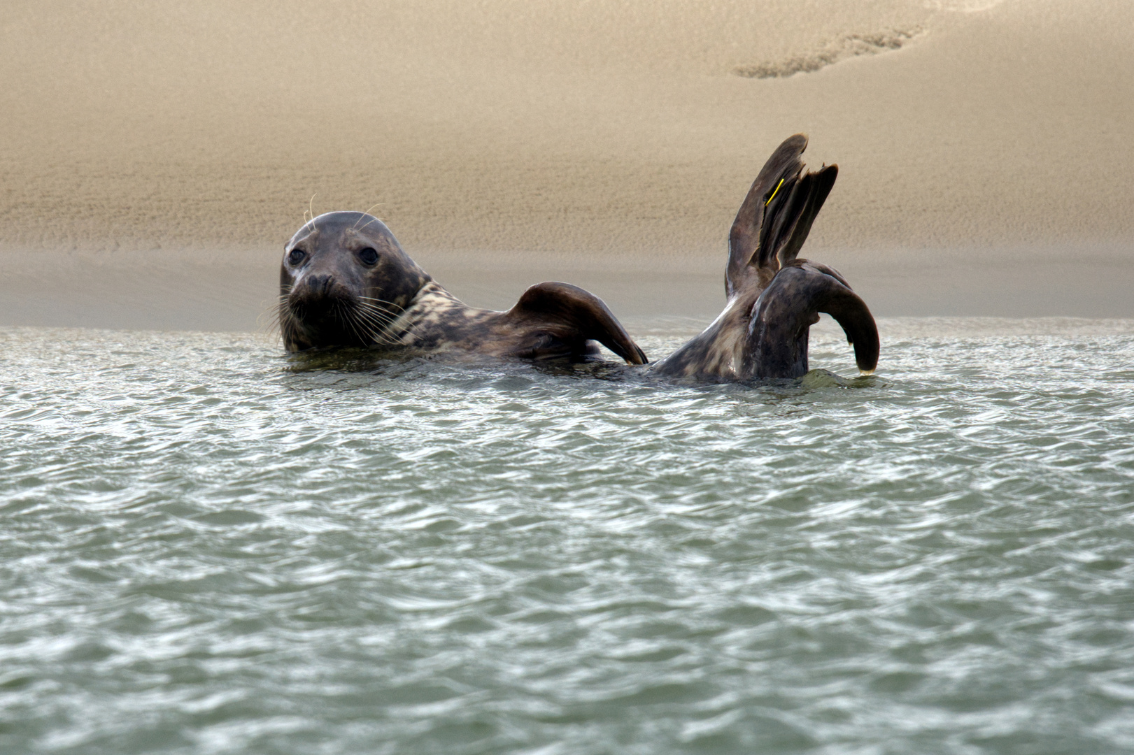 Seehund vor Sandbank auf Borkum