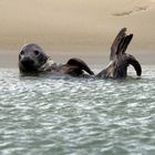 Seehund vor Sandbank auf Borkum