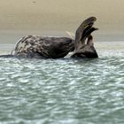 Seehund vor Sandbank auf Borkum sich putzend