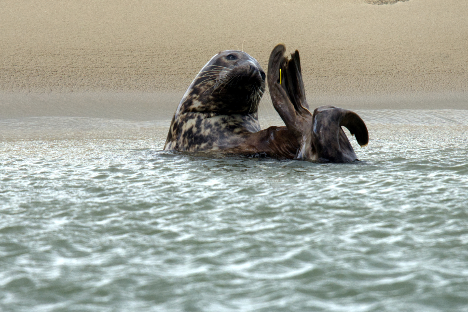 Seehund vor Sandbank auf Borkum winkend