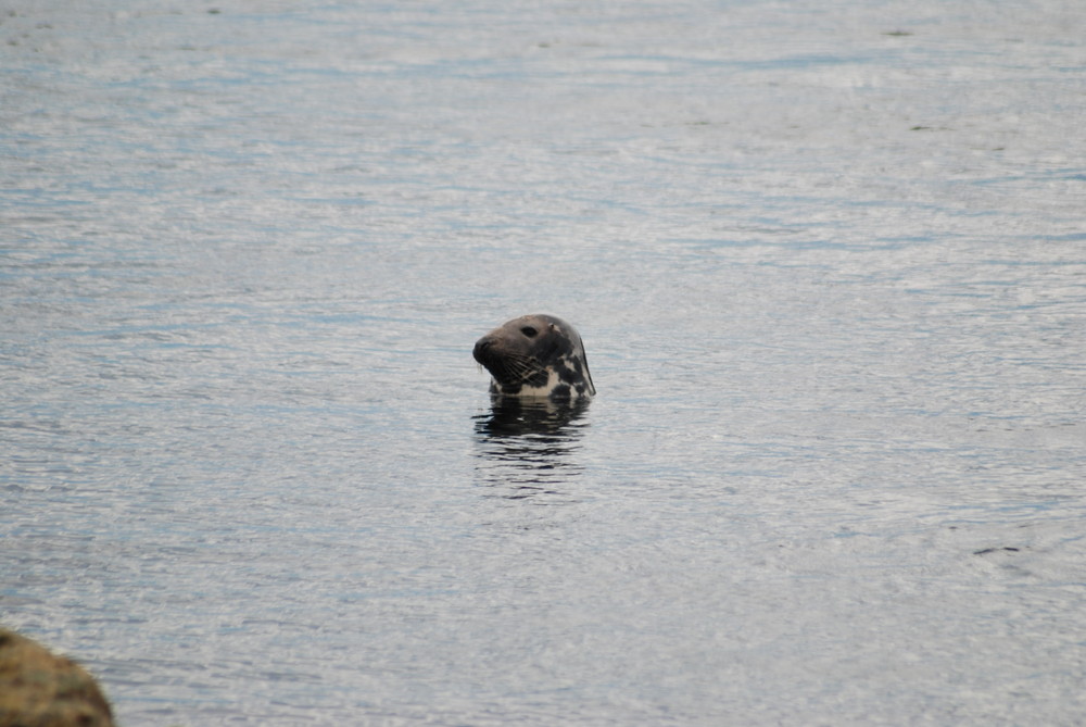 Seehund vor Skye