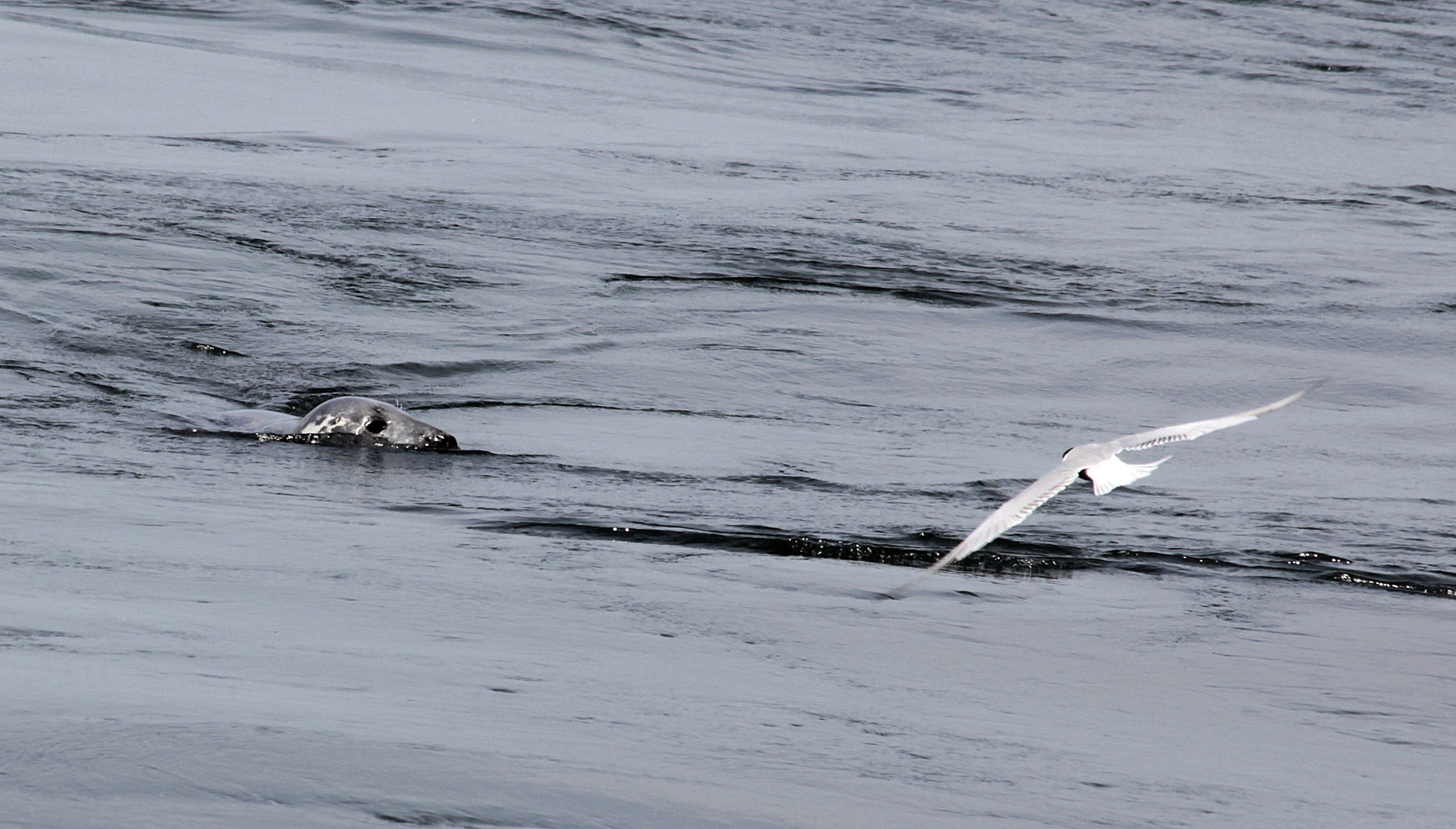 Seehund vs Möwe