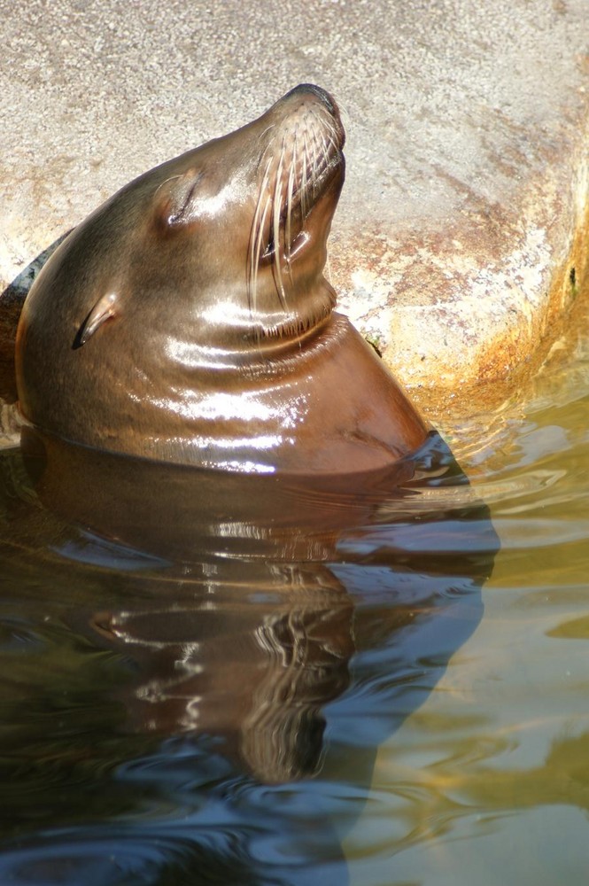 Seehund Zoo Basel