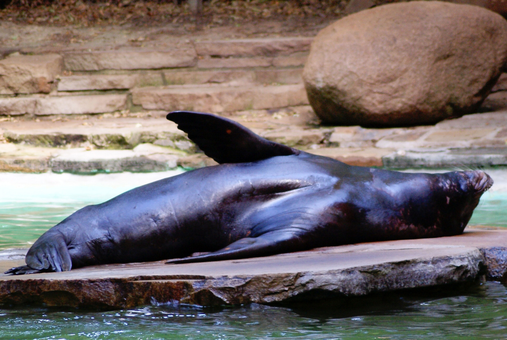 Seehund Zoo Dortmund