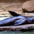 Seehund Zoo Dortmund