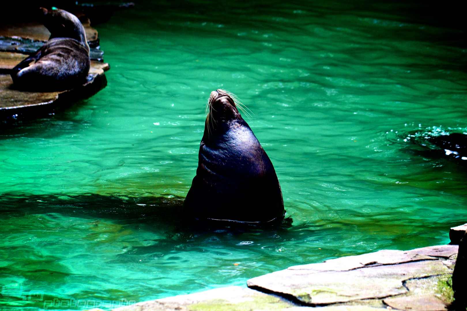 Seehund Zoo Dortmund