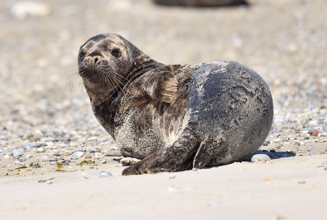 Seehund140518_DSC0727