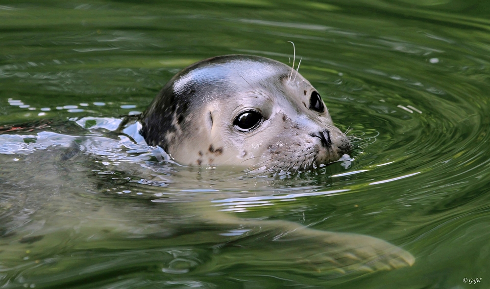 Seehundbaby