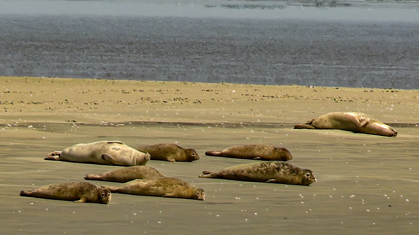  Seehundbänke bei Cuxhaven