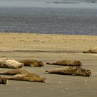  Seehundbänke bei Cuxhaven