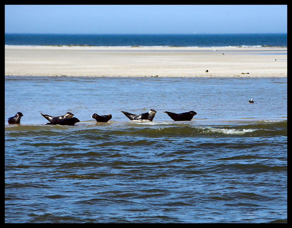 Seehundbänke vor der Insel Waggerooge