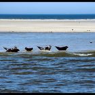 Seehundbänke vor der Insel Waggerooge