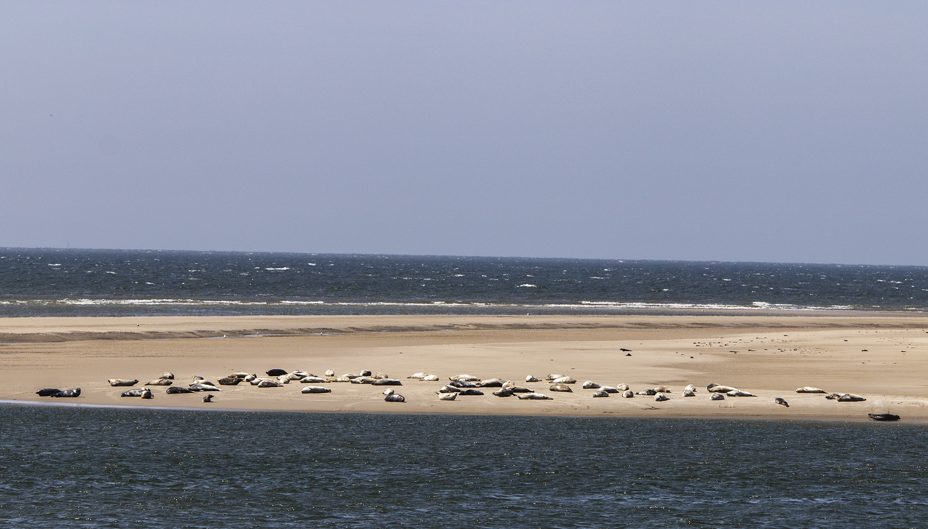 Seehundbank auf Borkum