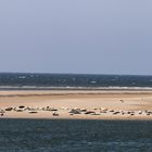 Seehundbank auf Borkum