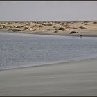 Seehundbank auf Borkum