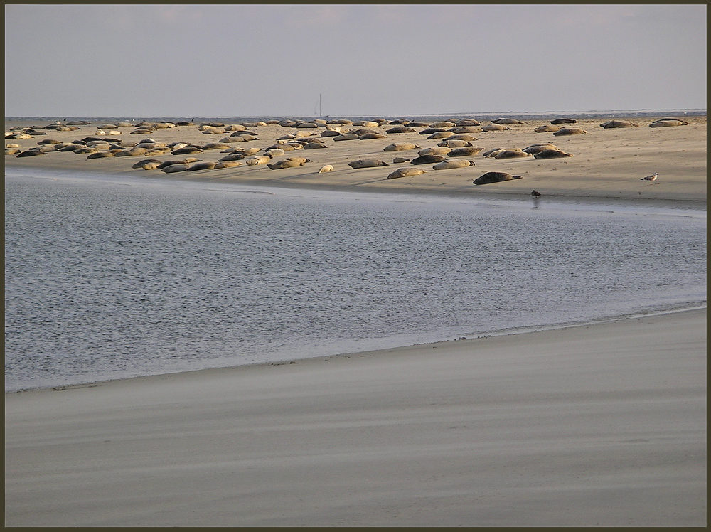 Seehundbank auf Borkum