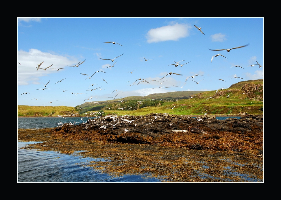 Seehundbank bei Dunvegan !