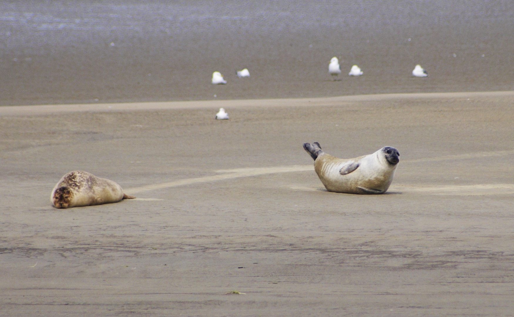 Seehundbank Cuxhaven