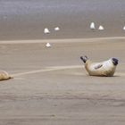 Seehundbank Cuxhaven