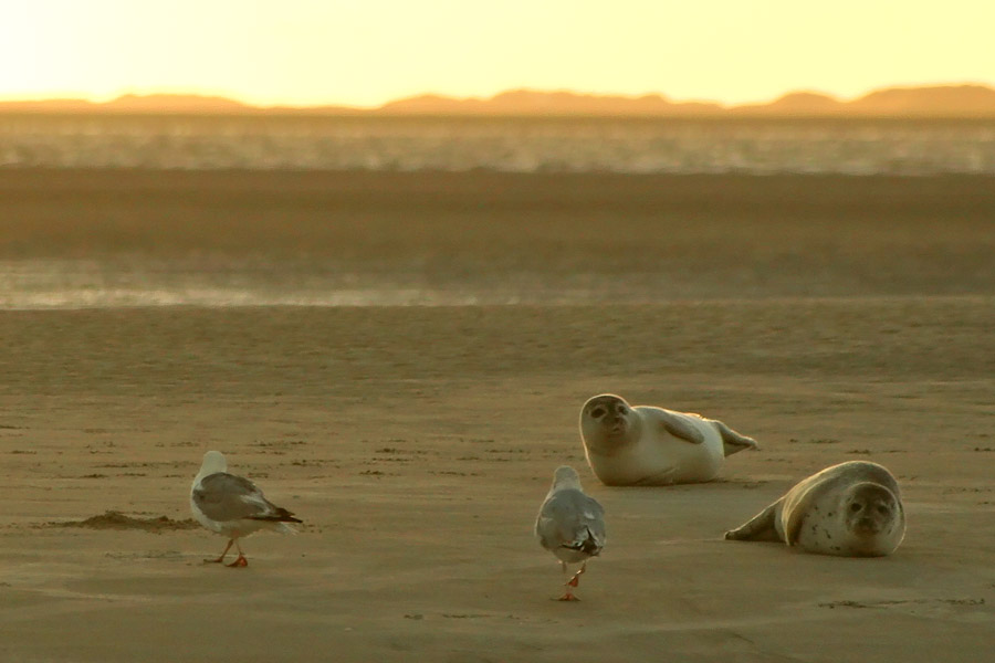 Seehundbank im Sonnenuntergang