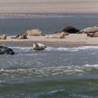 seehundbank im wattenmeer