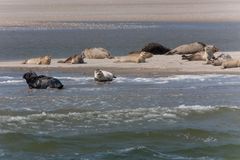 seehundbank im wattenmeer