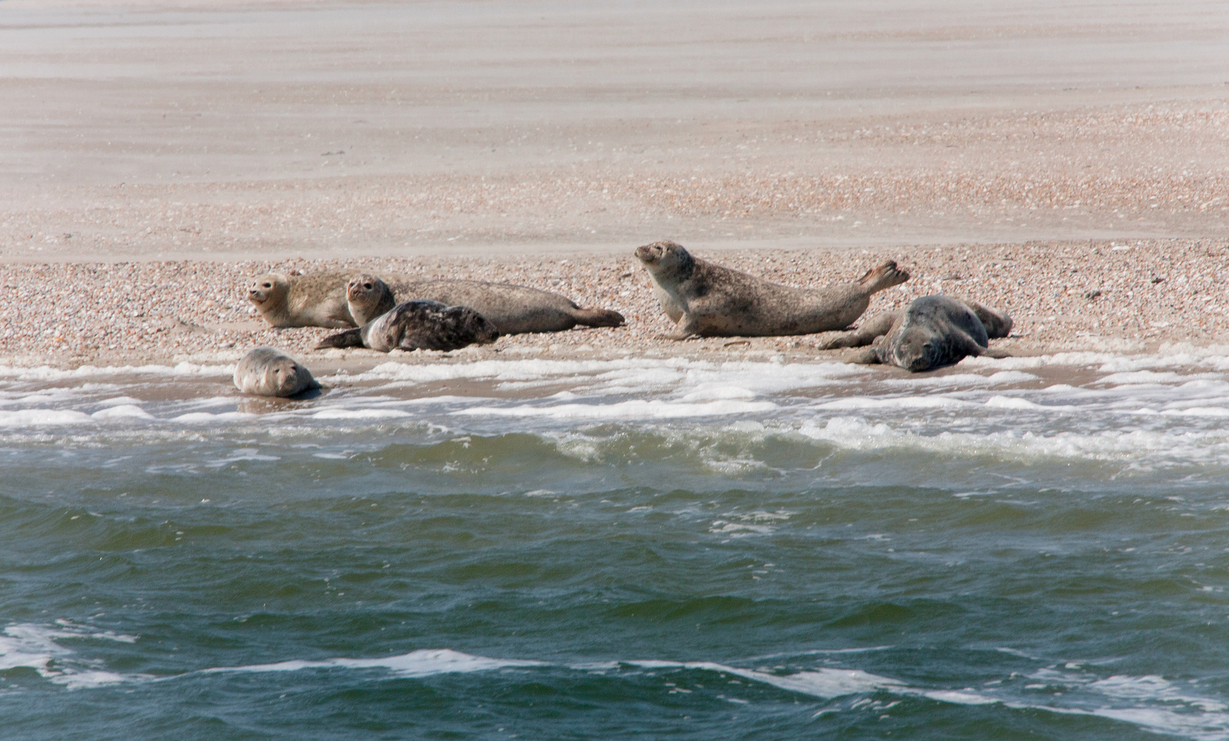 seehundbank im wattenmeer