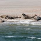 seehundbank im wattenmeer