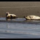 Seehundbank in der Nordsee