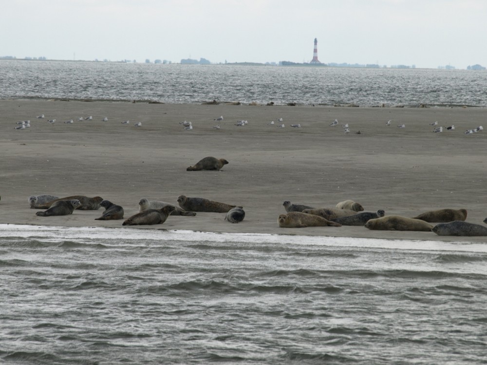 Seehundbank in der Nordsee